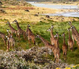 African Wildlife Safari